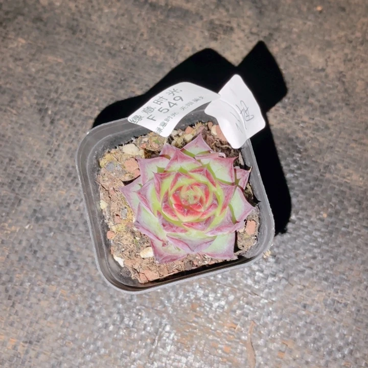 ****意549 带陶瓷盆发货 满28包邮