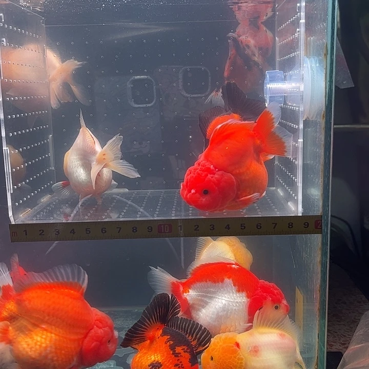 海水鱼三条玛丽小可爱
