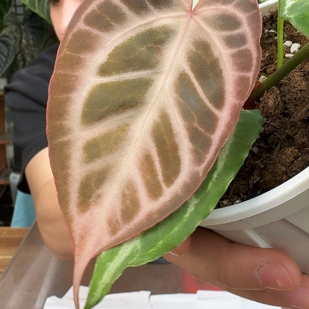 完全开放B68佛红杂狂想曲