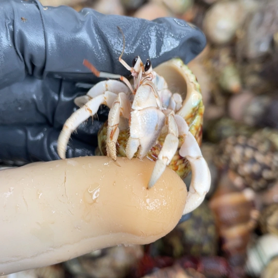 不退不换活体宠物29