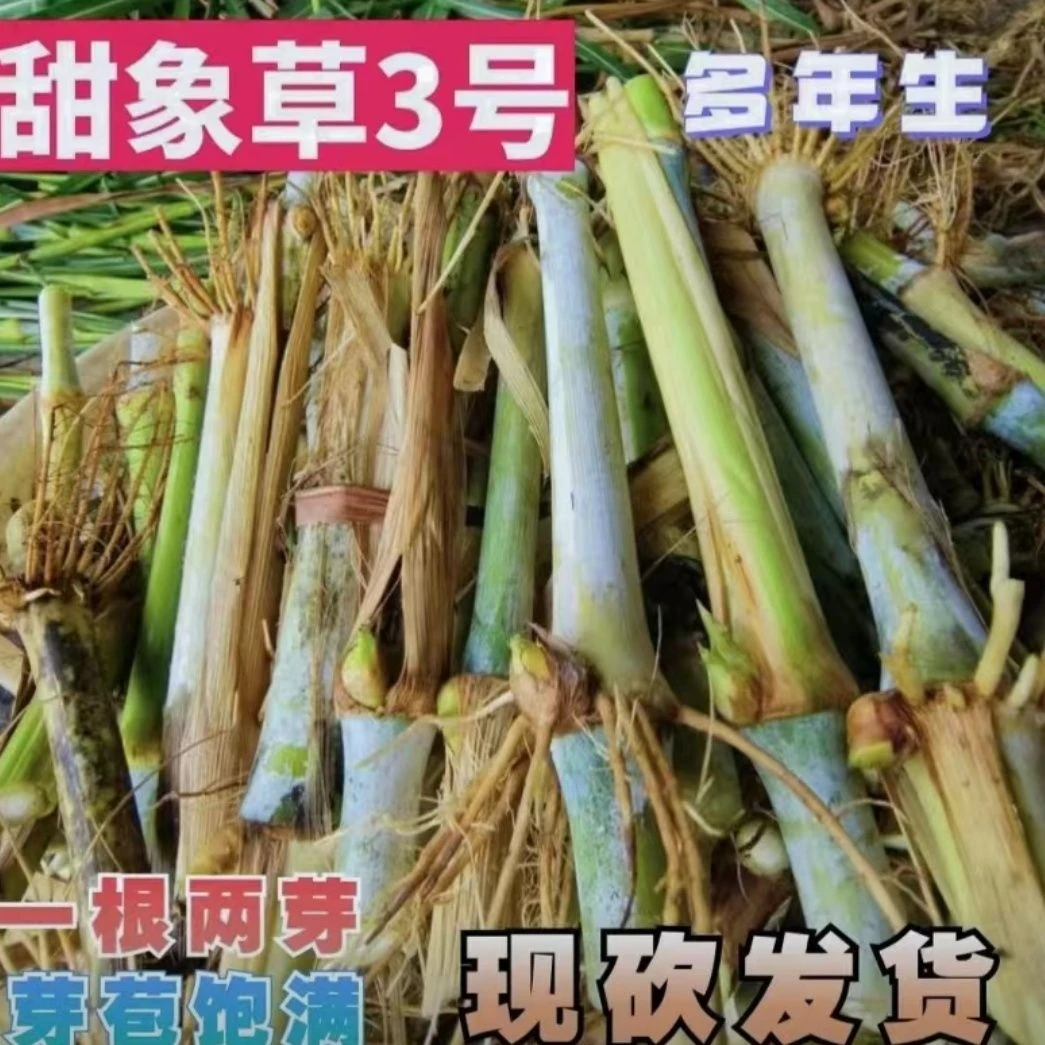 无绒毛甜象草巨菌草新型皇竹草耐寒耐旱高产现砍现发货