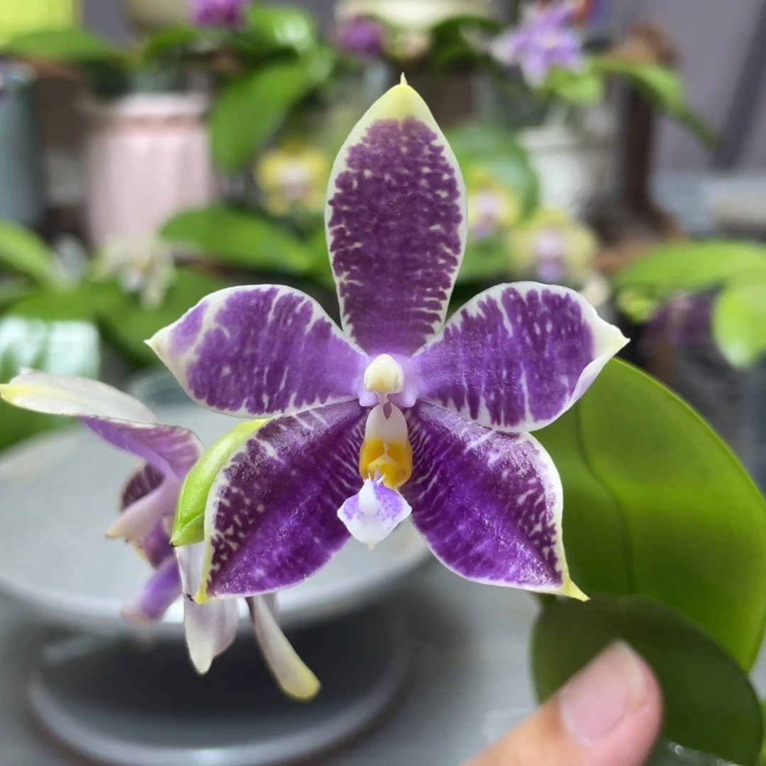 完全开放白虎交蓝豹，2.5杯开花株