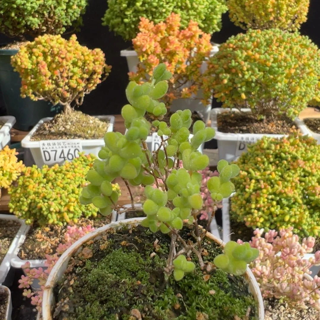 D7473黄金莱斯需凑单