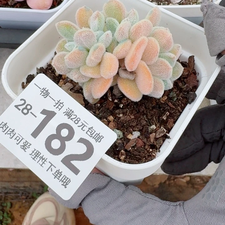 雪晃星缀化无盆土发货多肉无