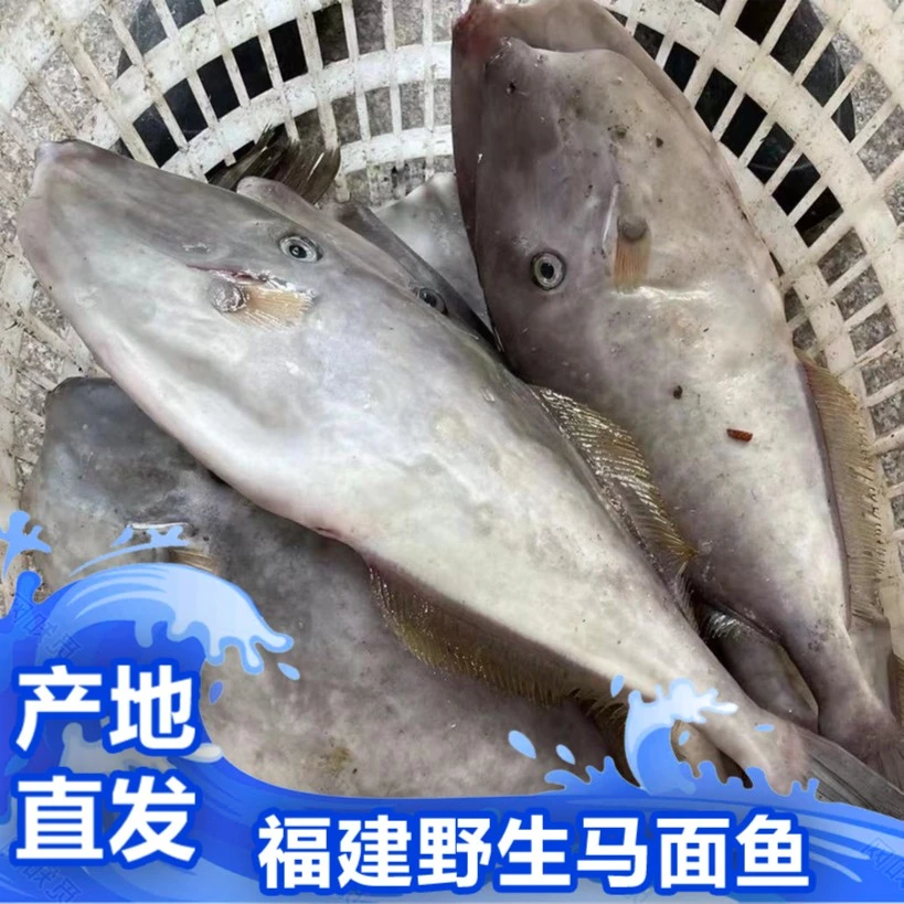 福建海鲜【野生扒皮鱼/马面鱼】新鲜寄顺丰