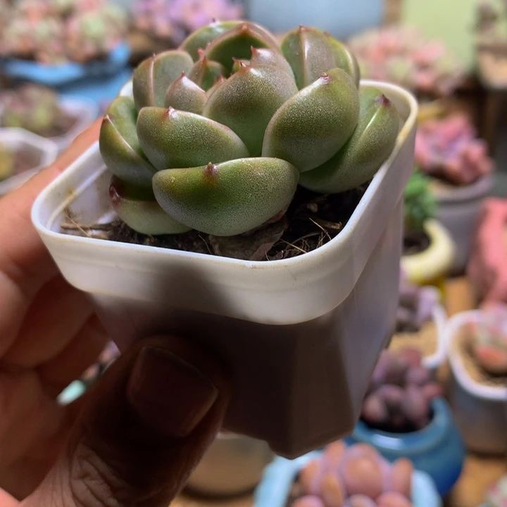 珍妮胖子多肉一物一拍