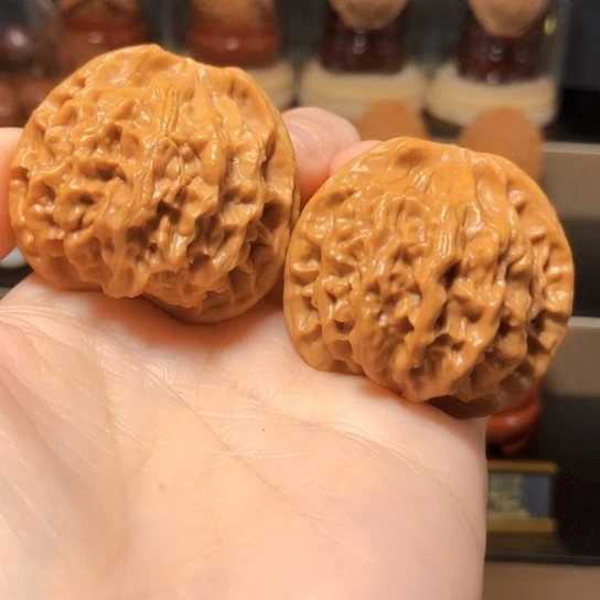 秦岭野核：秦公子