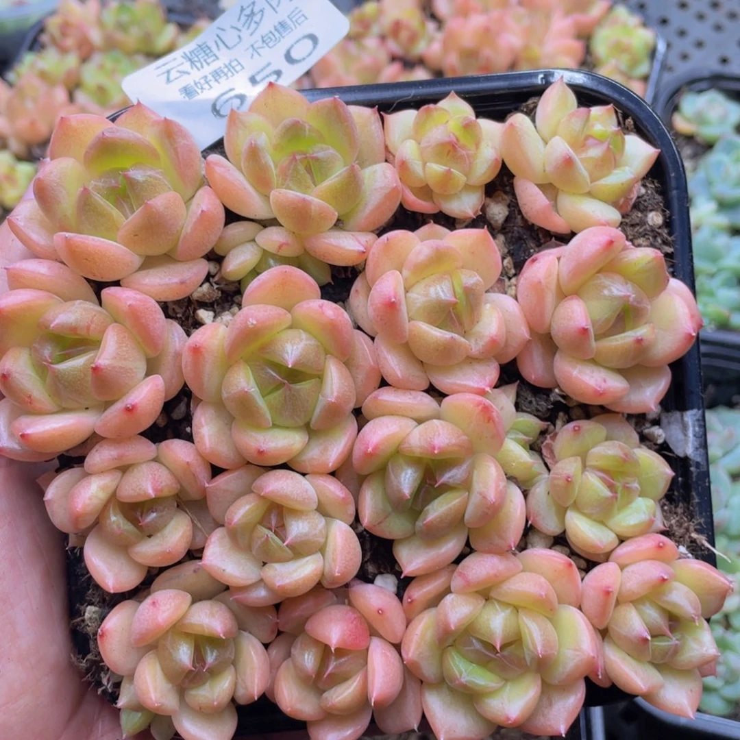 云糖心多肉植物650
