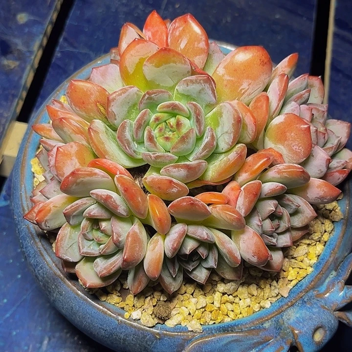 多肉植物不知名手捧