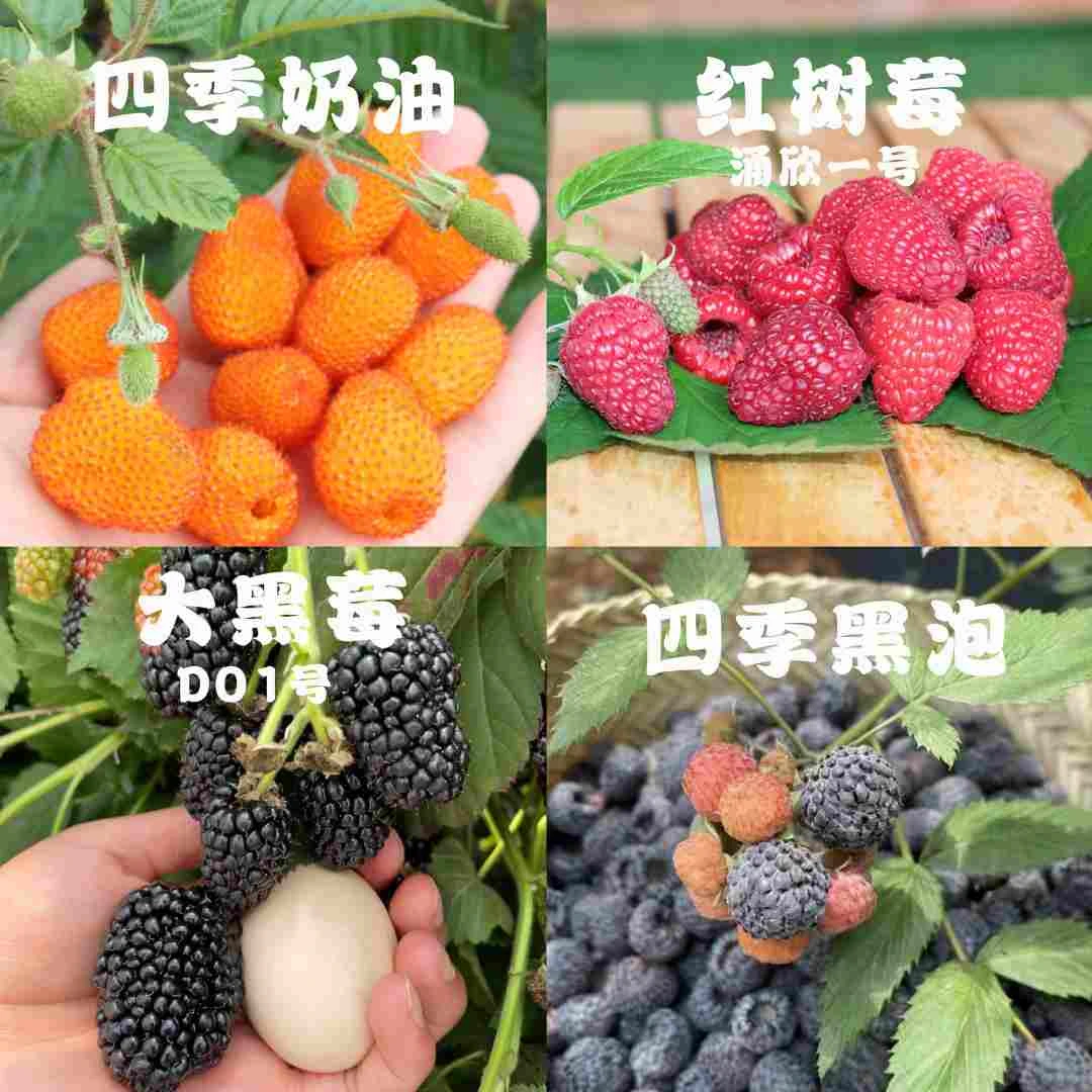 【树莓好品种组合】 四季红树莓大黑莓奶油泡黑泡当年挂果杯苗