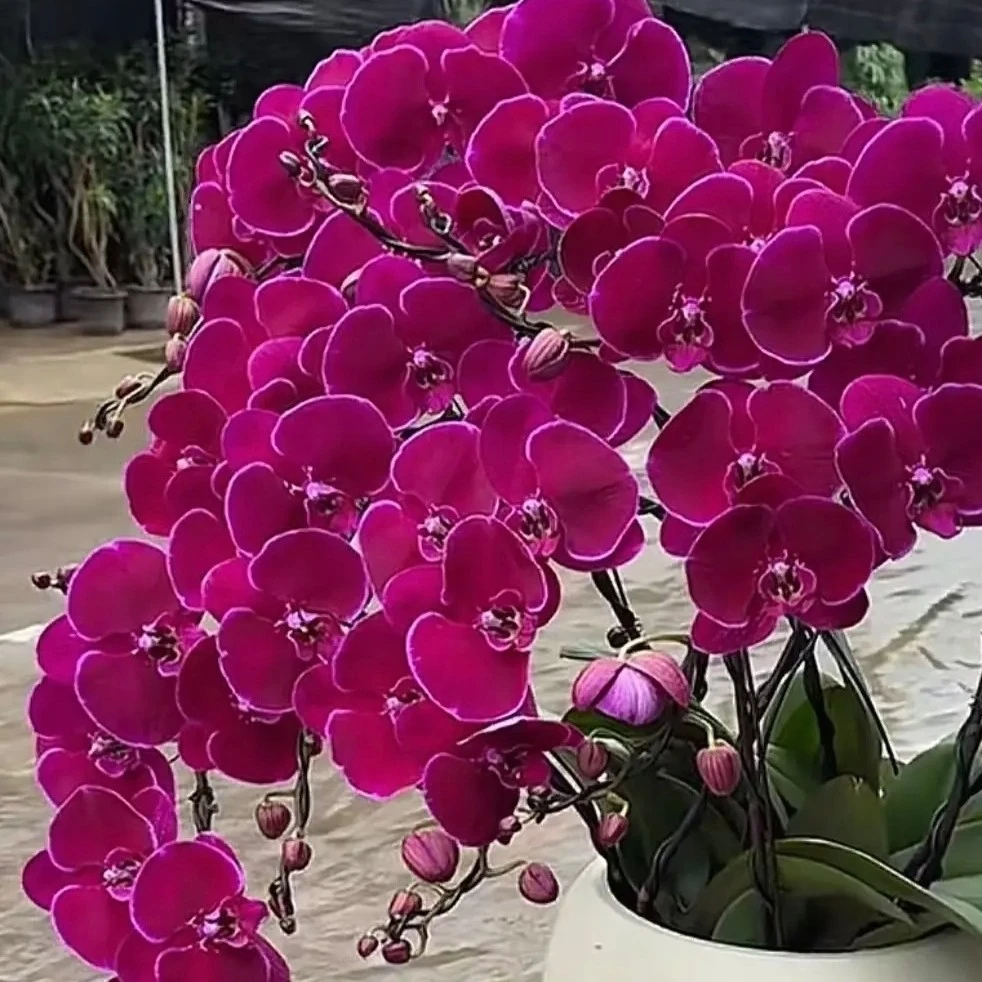 【霓虹灯】蝴蝶兰苗子3.0杯带花剑欧品丝绒质感大花长花期精品苗