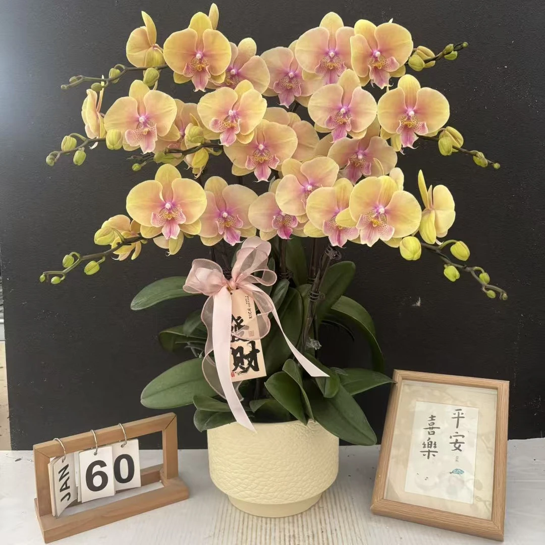 （黄桃之梦）高货蝴蝶兰花卉鲜花唯美高级盆栽观花花卉