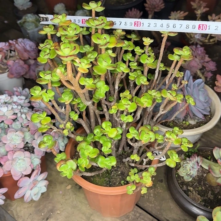 煥***多肉植物一物一拍小叶红梅738