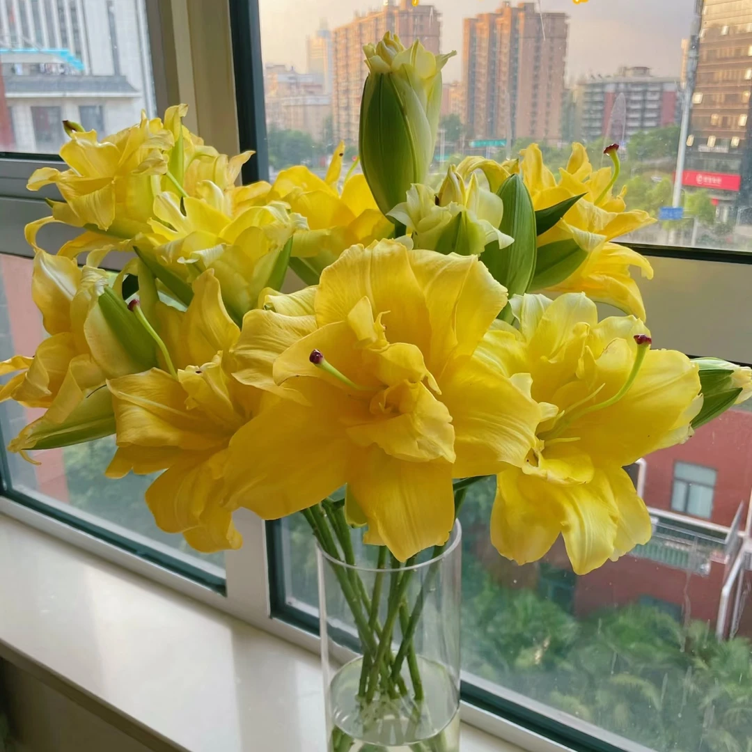 异国阳光重瓣百合（一单中通）