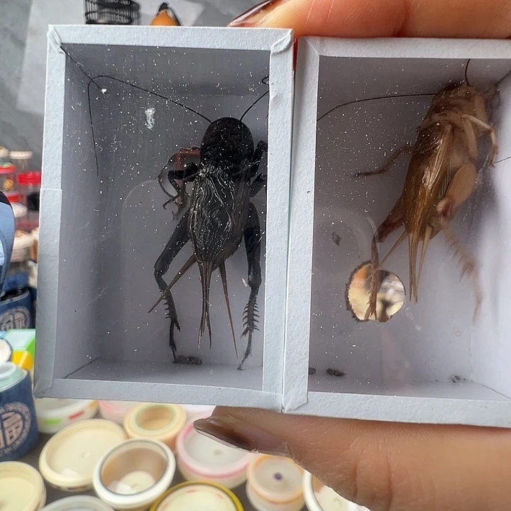 蟋蟀两只精品油葫芦………………