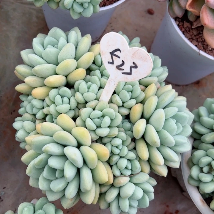 523泡泡平平安安健健康康