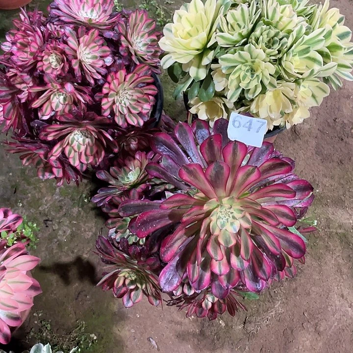 伊****记多肉法师多肉法师647