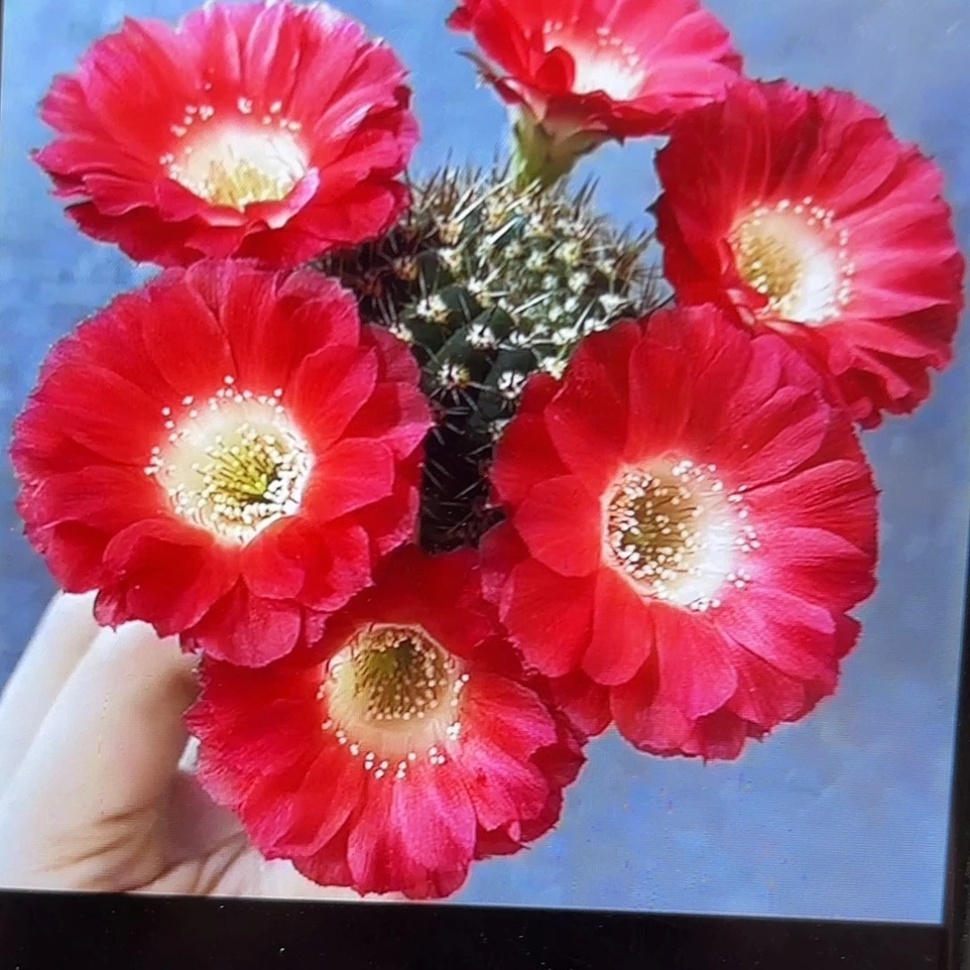 红舞裙丽花侧牙20包邮仙人球39小