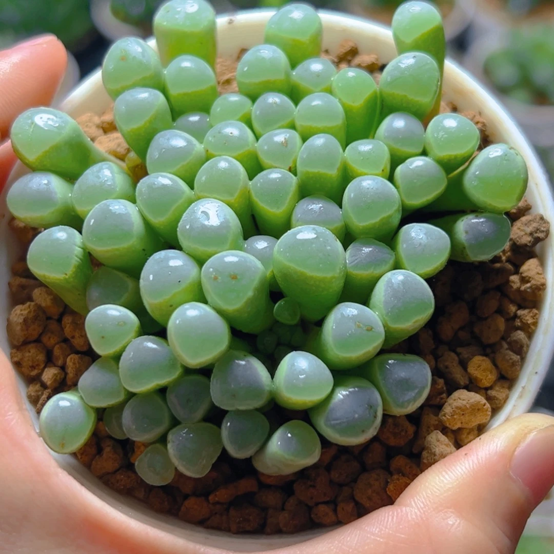 五十玲玉玉露多肉多肉多肉