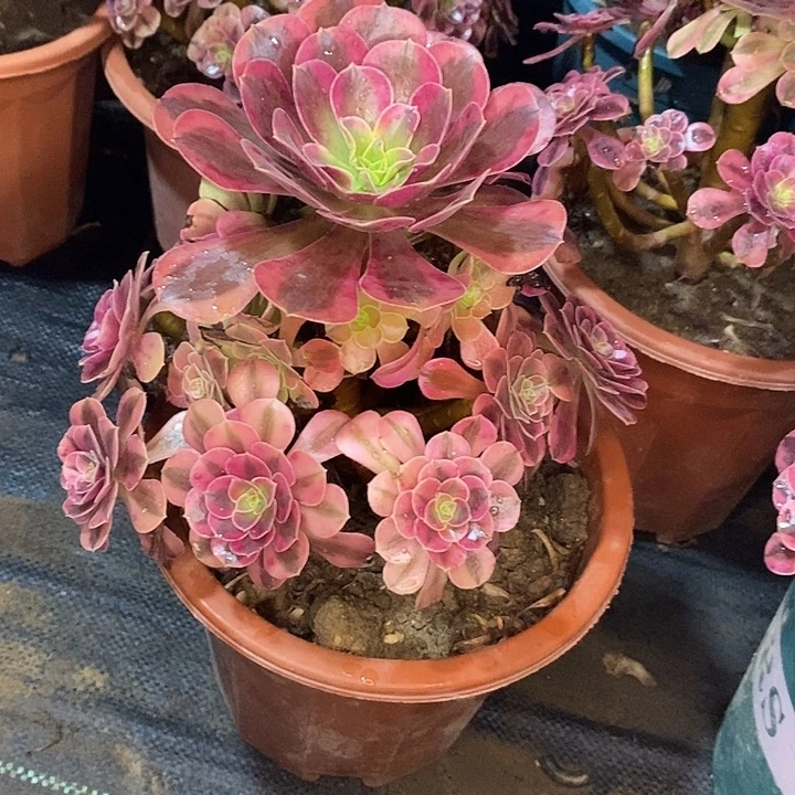 美杜莎多肉植物070