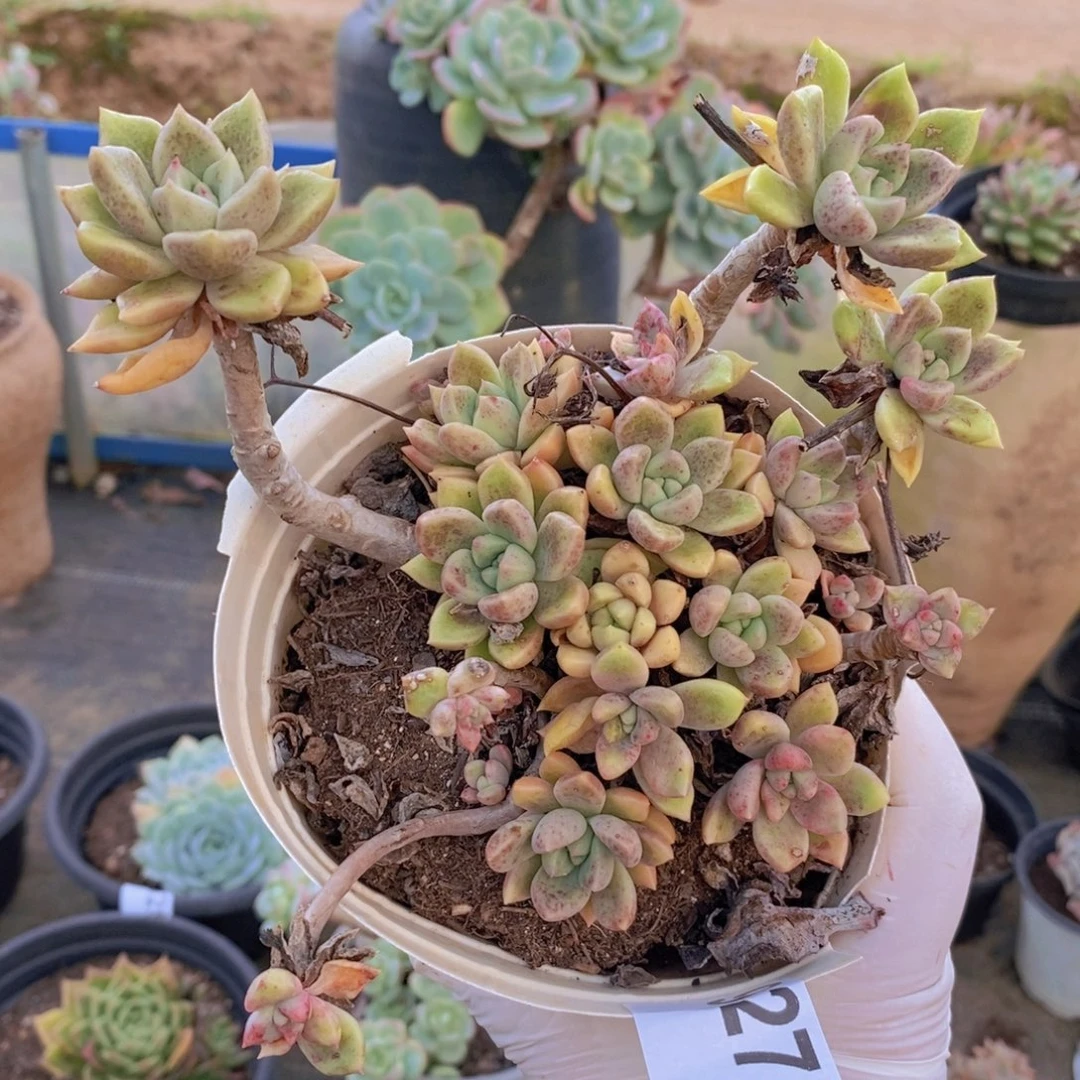 9271璀璨老桩一物一拍