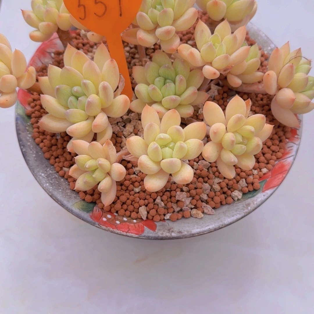 橘***子551多肉植物一物一拍