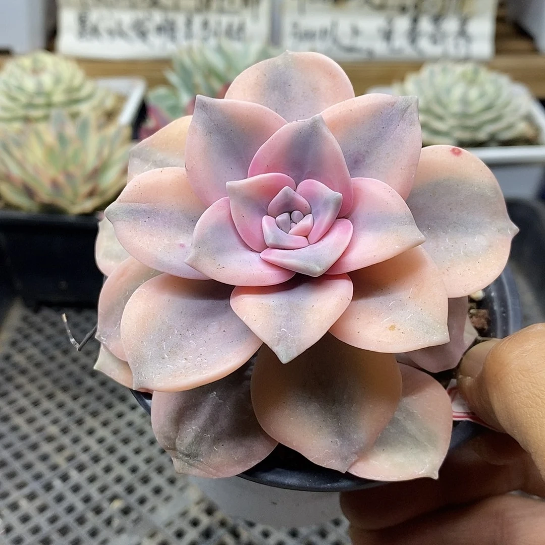 0304 粉紫乐覆轮锦