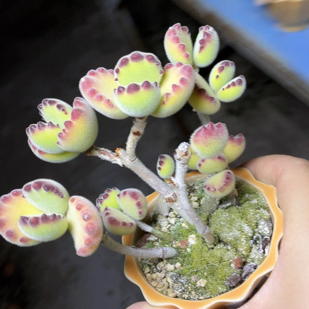 Z***、多肉植物的生长发育和