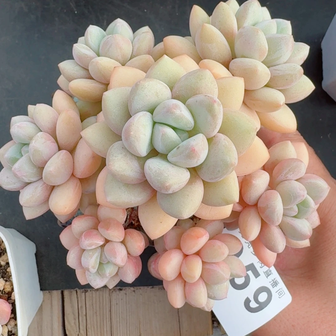 泡泡糖      愿你一路坦途，乘风破浪展宏图