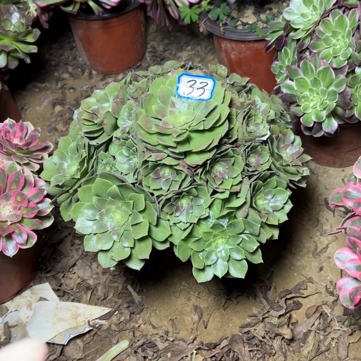 多肉植物莎拉碗法师33