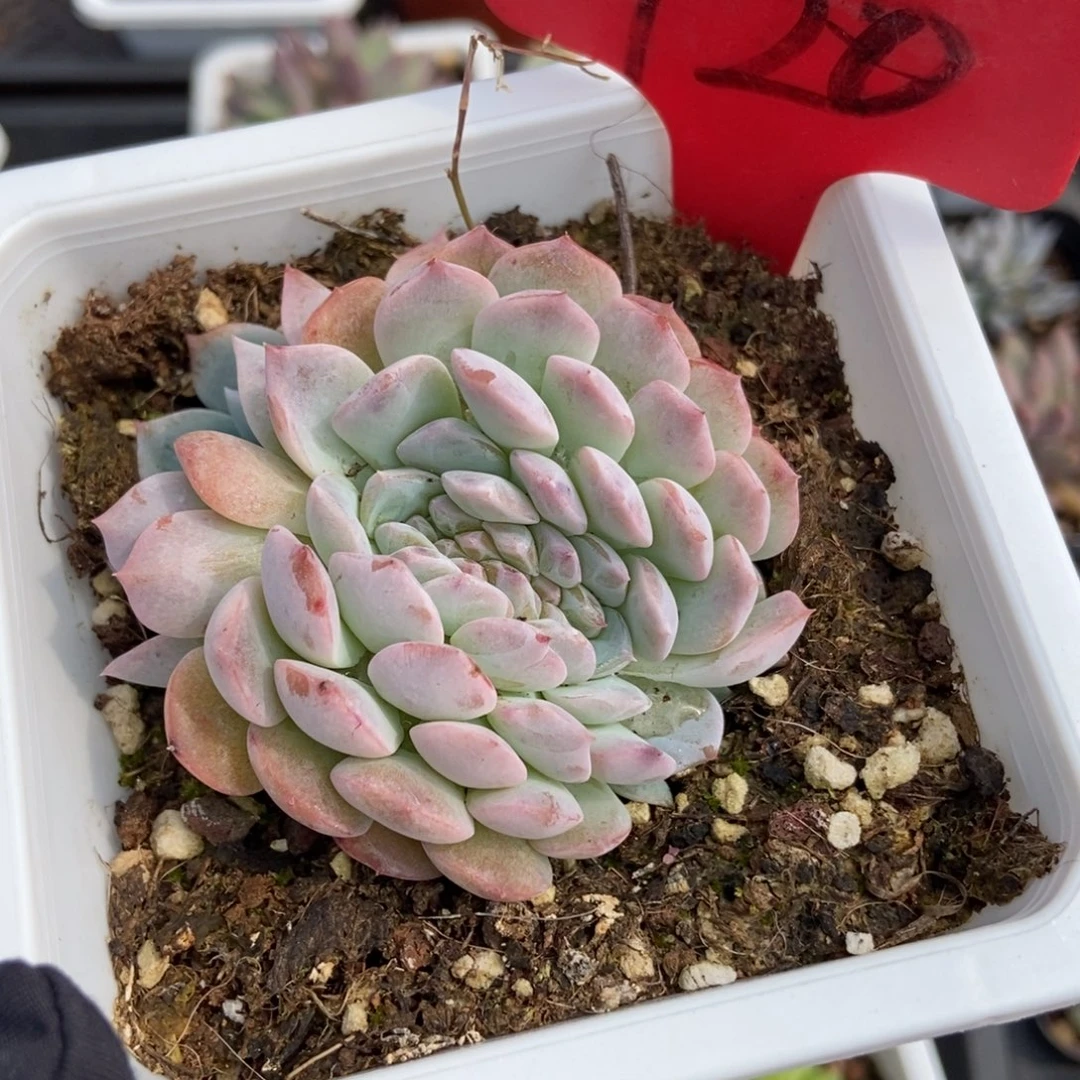 720冰魄缀多肉植物保护