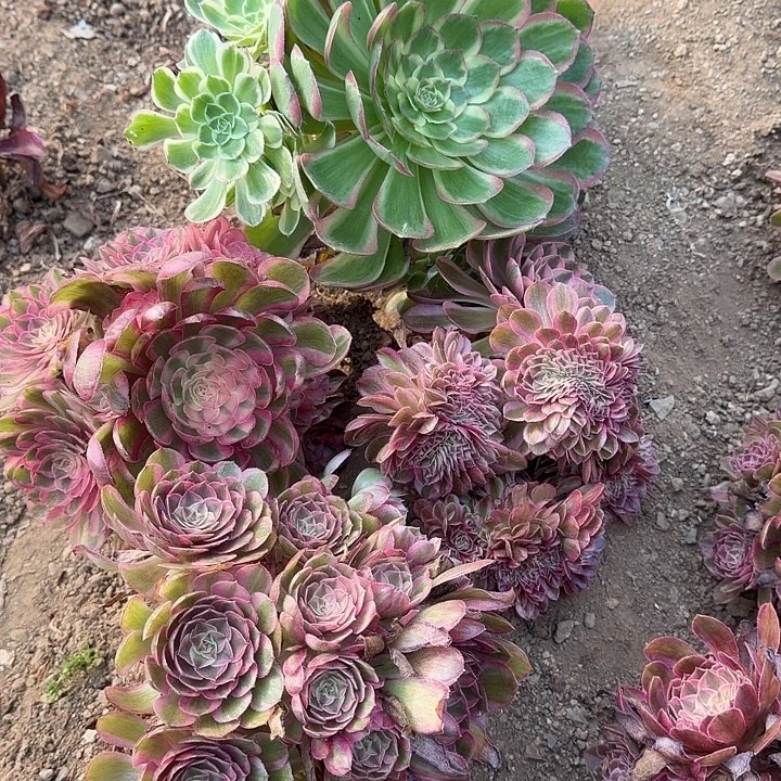 荔枝追➕青成➕半糖➕粉海王
