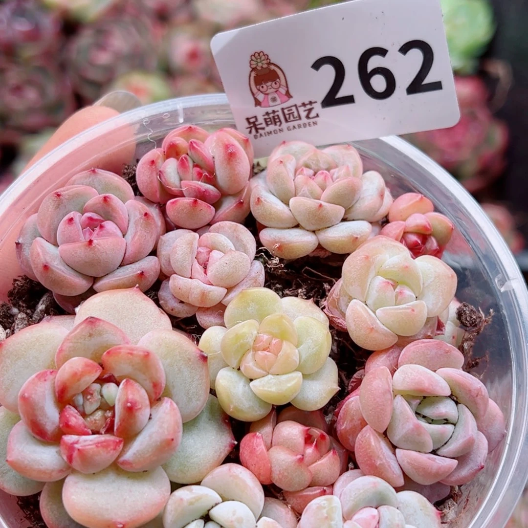 多肉植物多肉植物