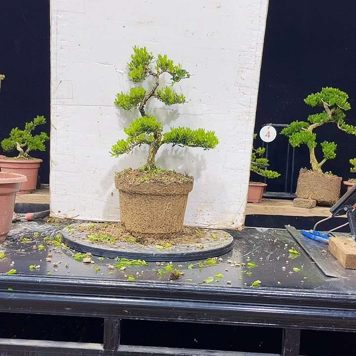 无花朵黄杨盆景四季常绿