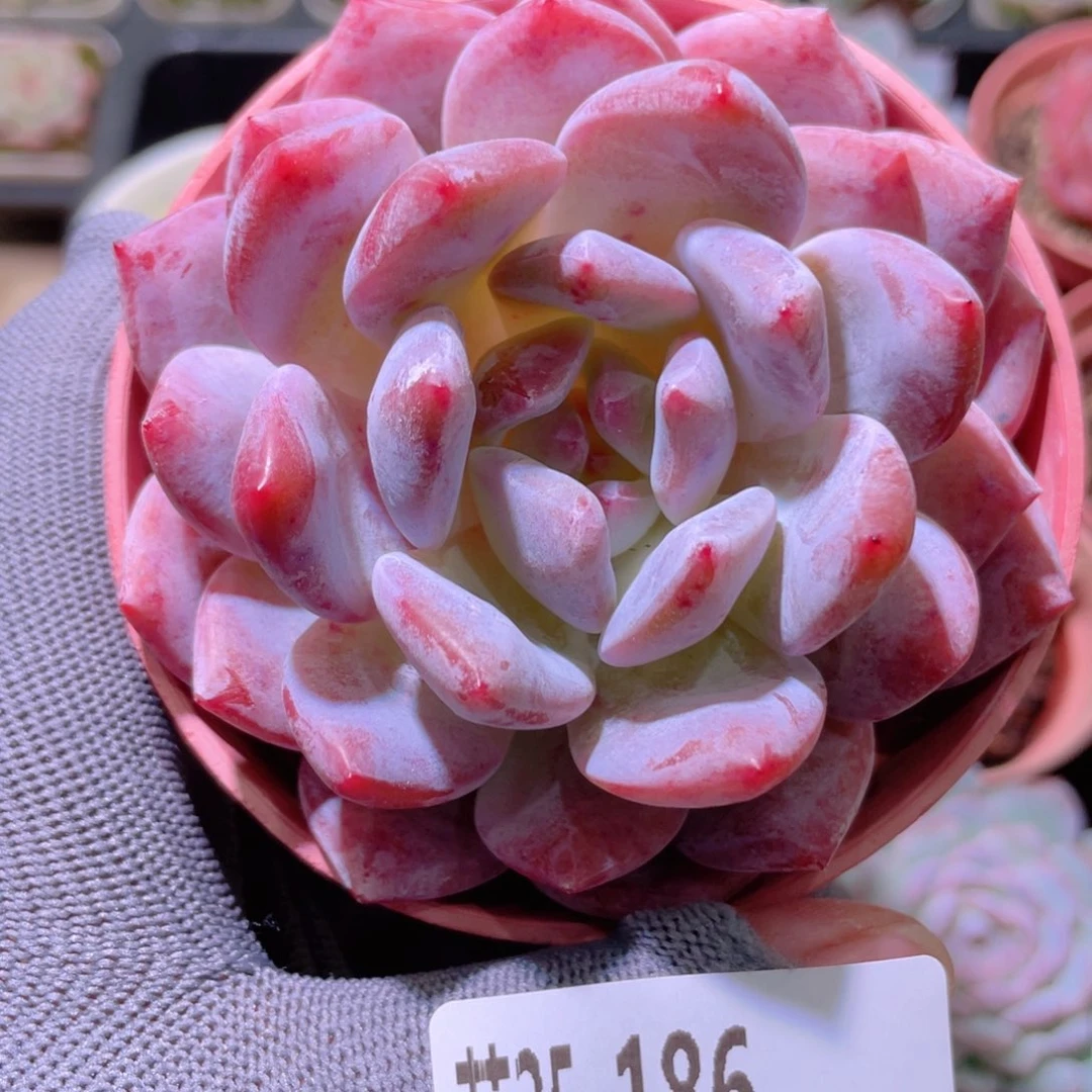 花利美25-186橙梦露