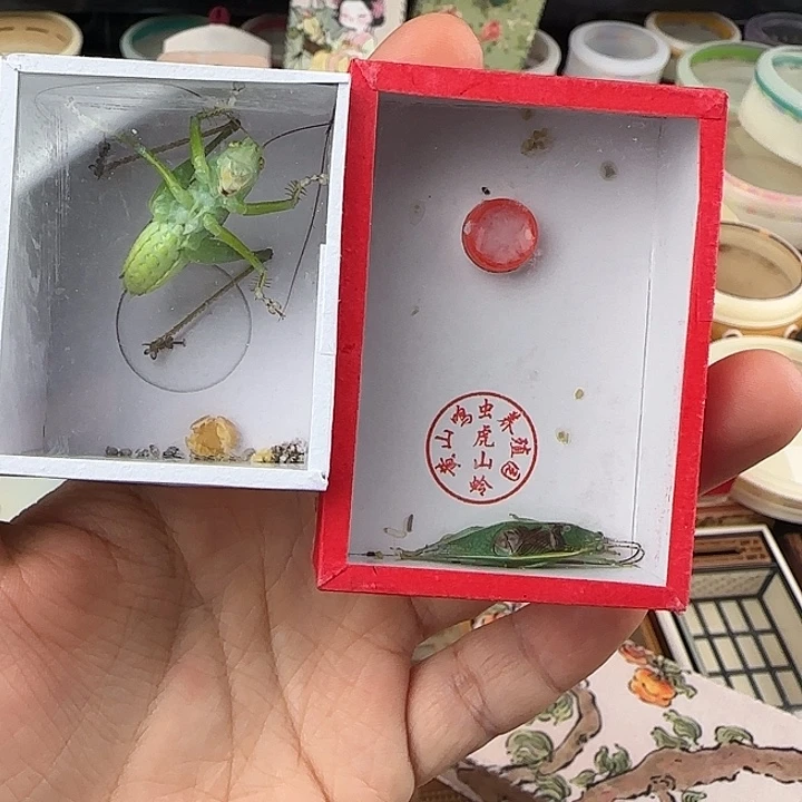 蟋蟀贾姐扎嘴加金钟一条