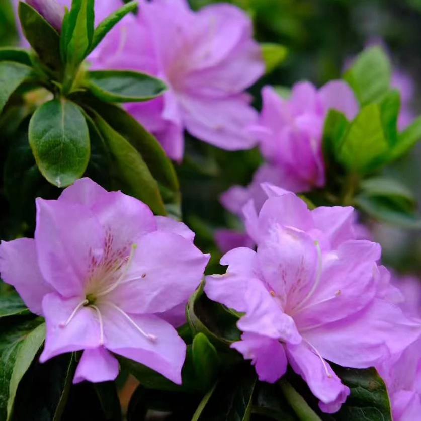 【蓝樱】杜鹃花盆栽四季开花老桩养的盆栽植物客厅花卉美观