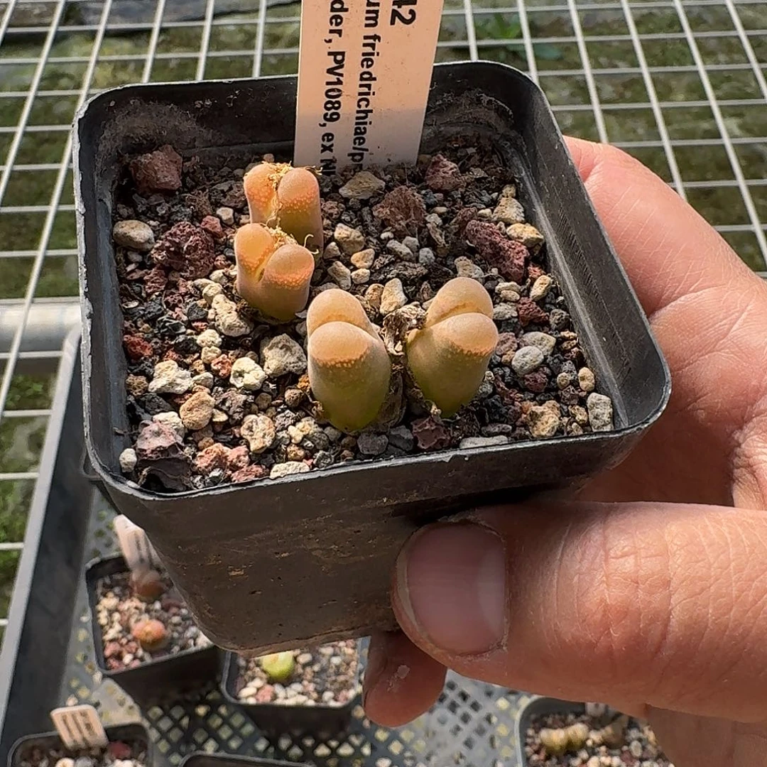 pv1089风铃玉带盆