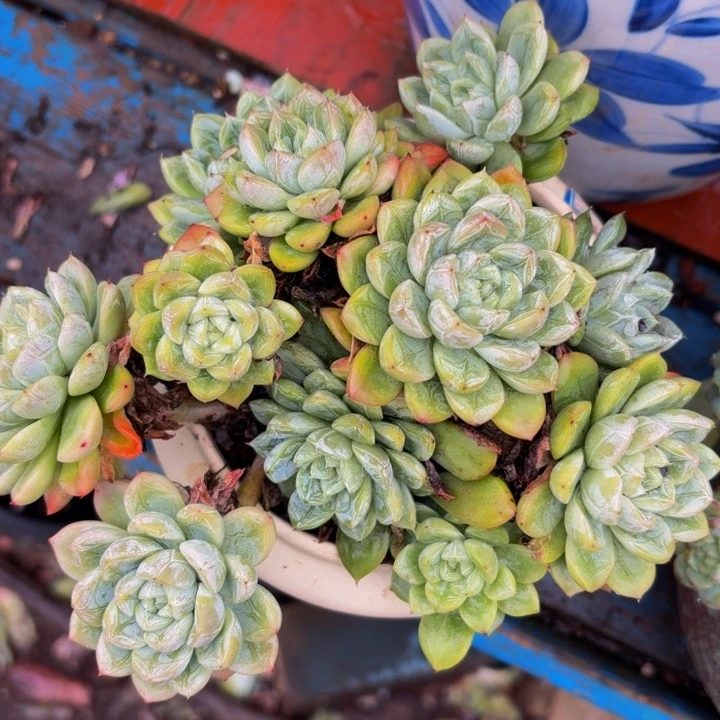 木***族老桩精品肉肉冰魄杂