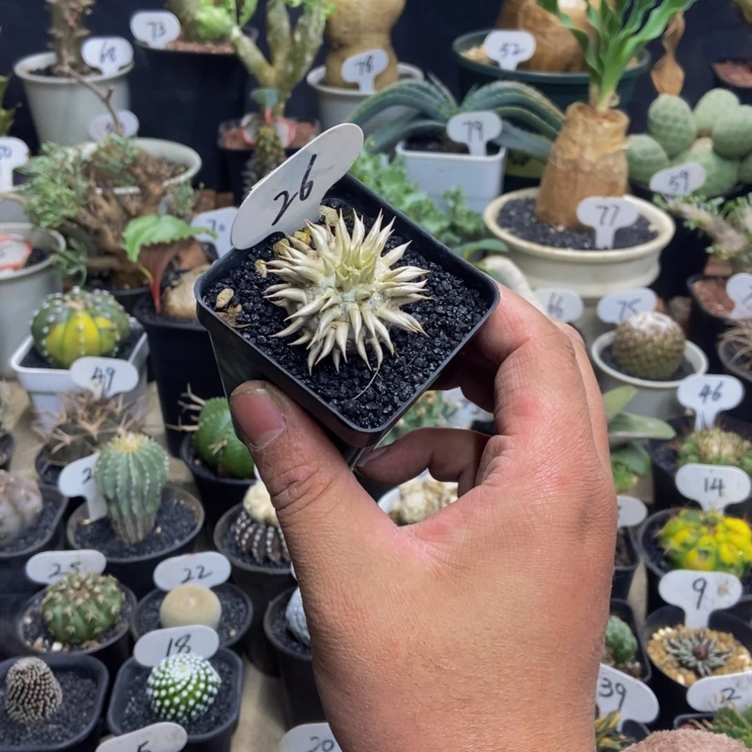 象牙玉一个一物一拍