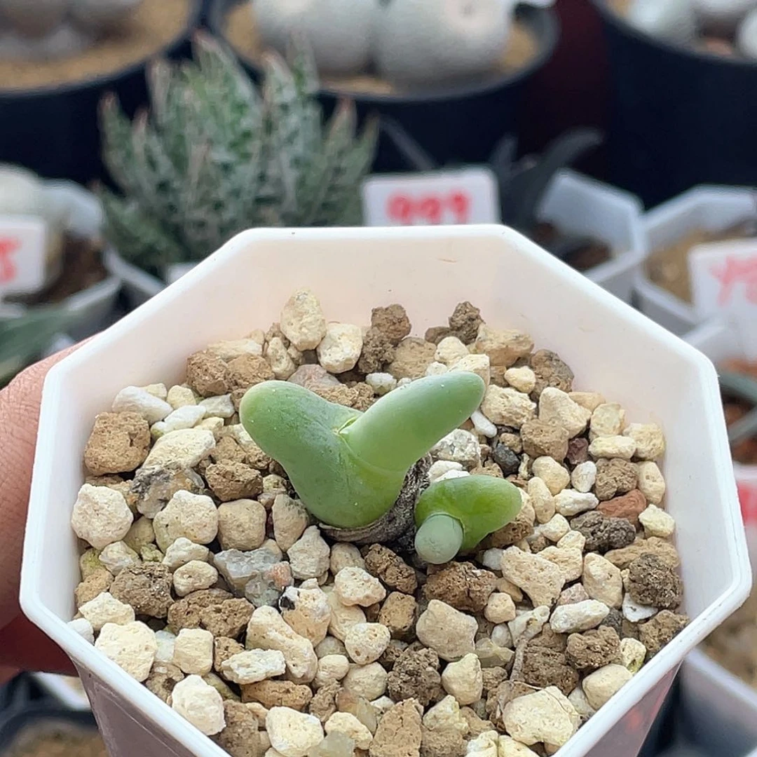 莱*茶粉丝专拍仙人球多肉