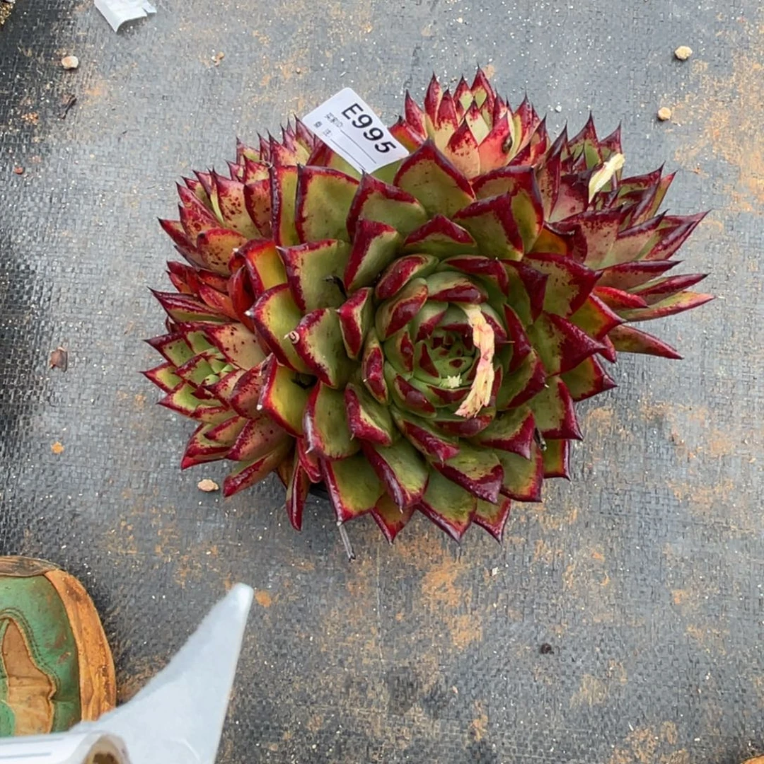 无花朵若如东云单拍E995