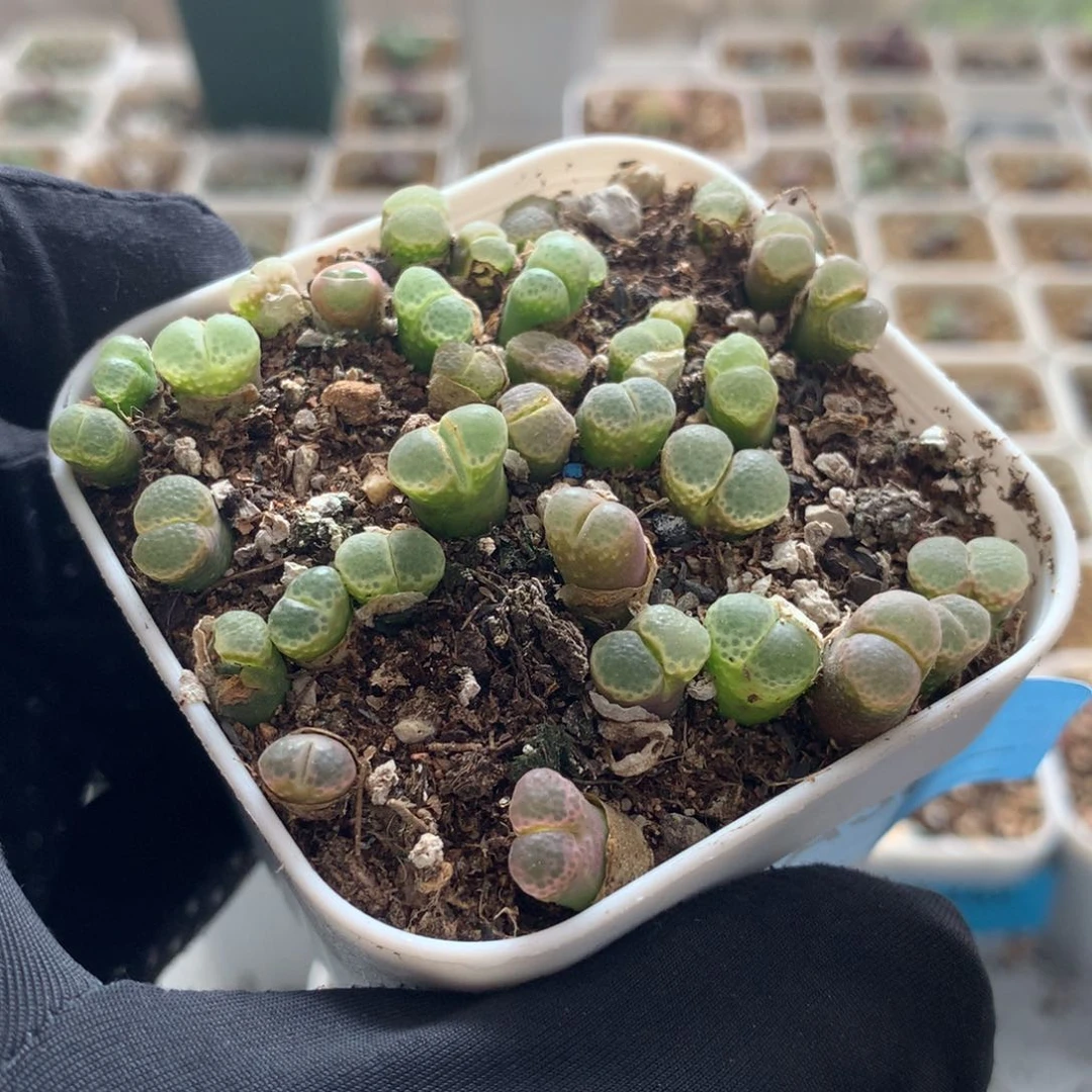 a386粉樱风铃 新人福利