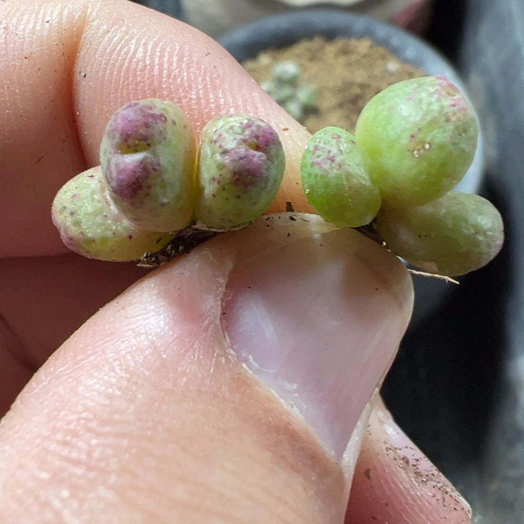 16+67肉锥多肉植物