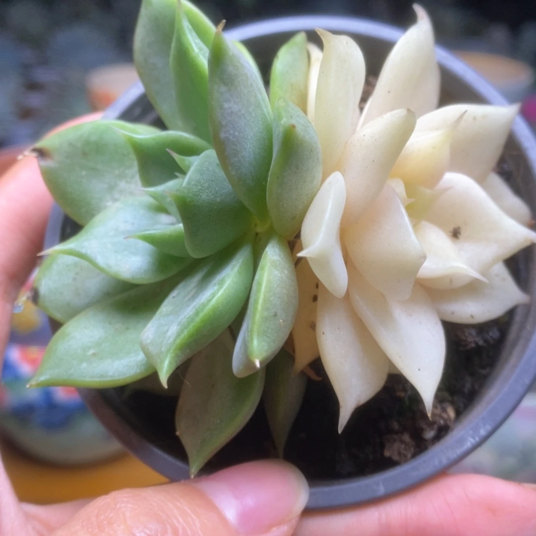 026锦锦锦锦锦锦锦锦锦锦