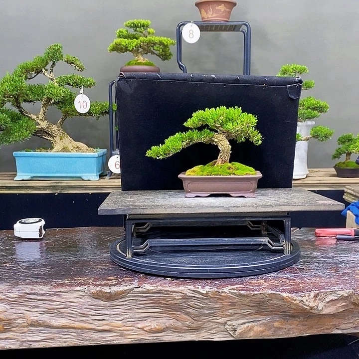 无花朵m黄杨盆景四季常青