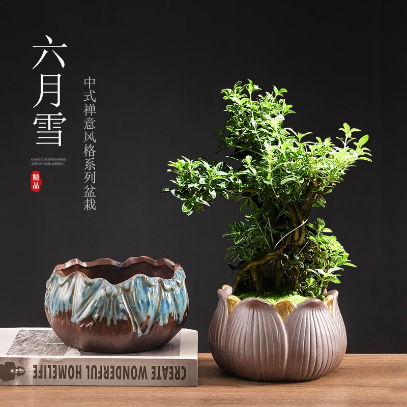 六月雪禅意紫砂花盆室内客厅家用办公室桌面四季常青好养盆栽绿植