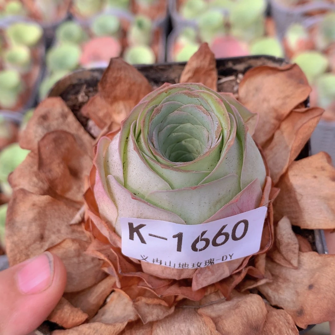 1660福利b g g vv