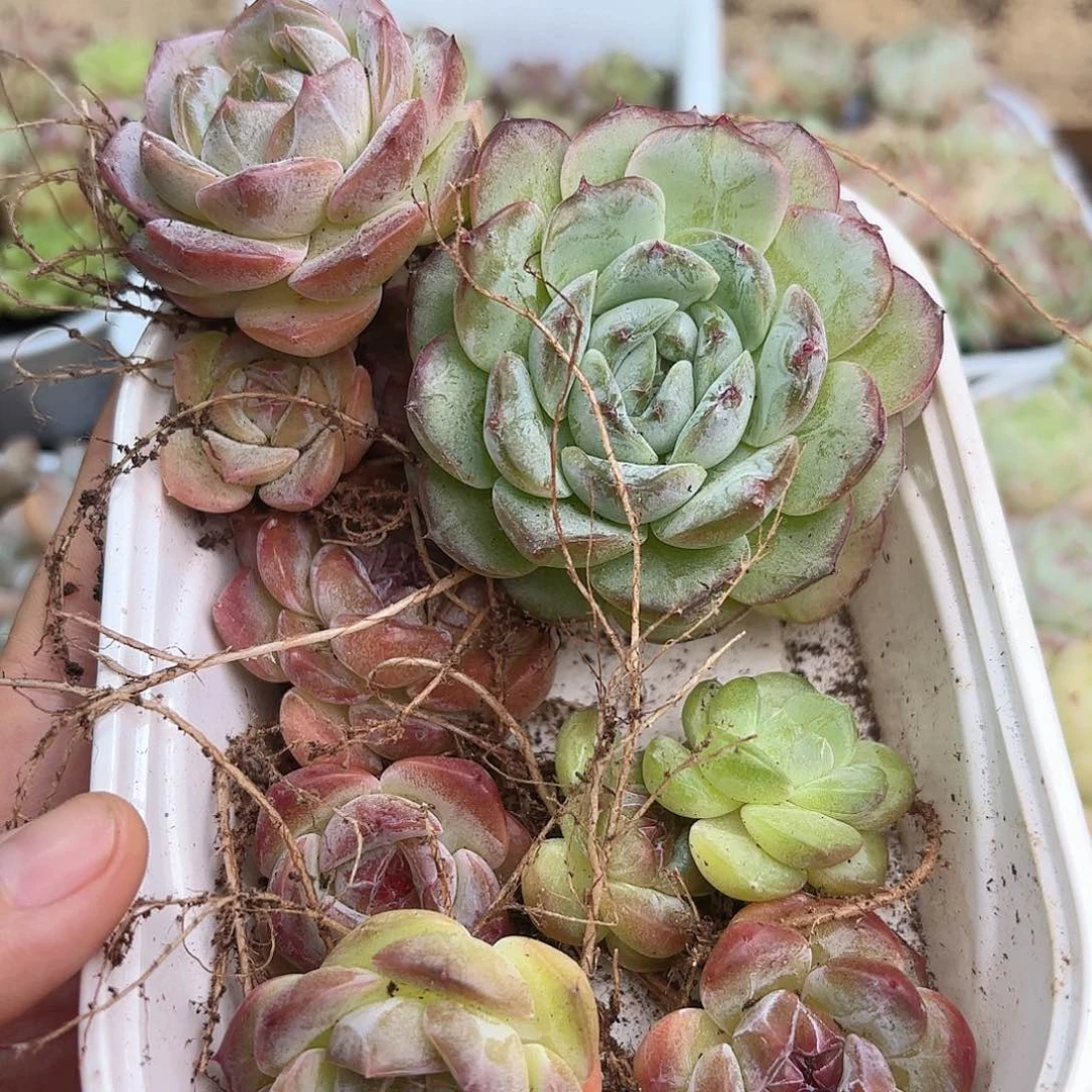 如图品质 溏心 一盒 保底10颗 新疆西藏内蒙不发货