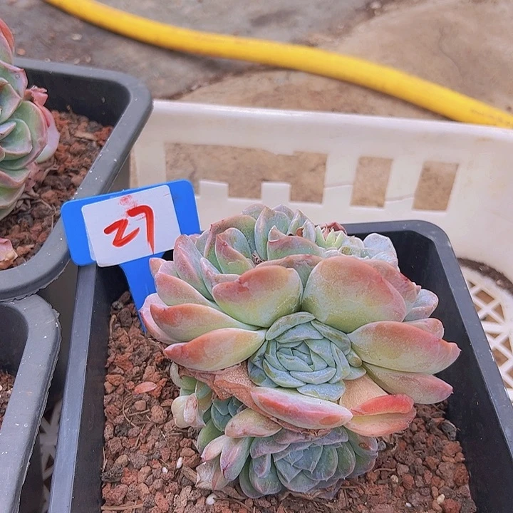 27多肉植物一个脱土